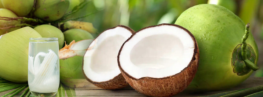 Cocos nucifera