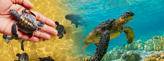 Sea Turtle Farm in Mahamodara, Galle