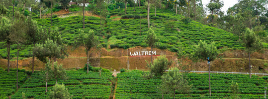WALTRIM
