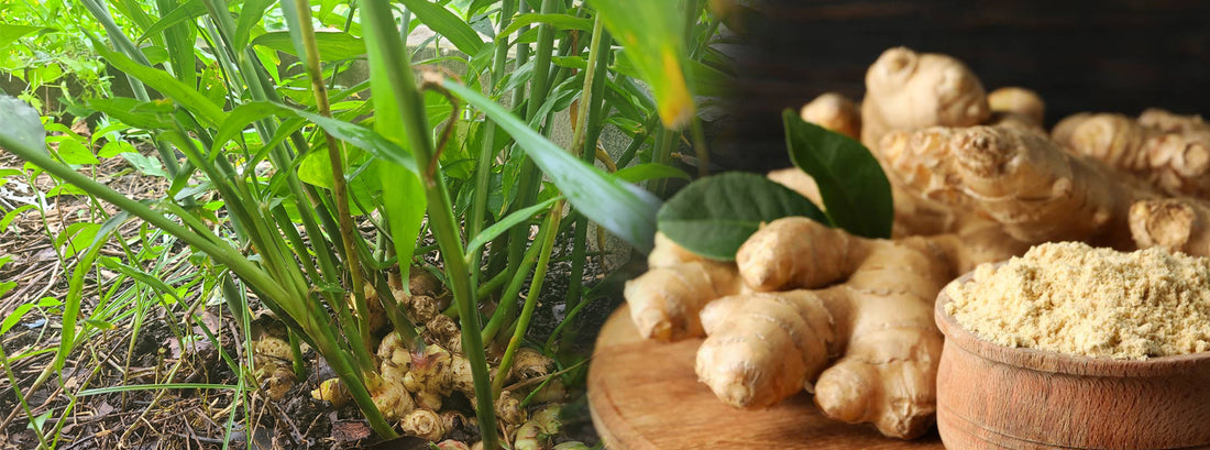 Zingiber Officinale (Ginger) : ඉඟුරු