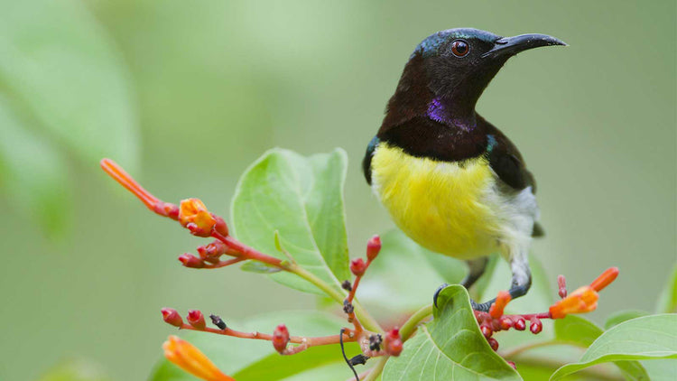 Birdwatching from Colombo - Diyasaru Park