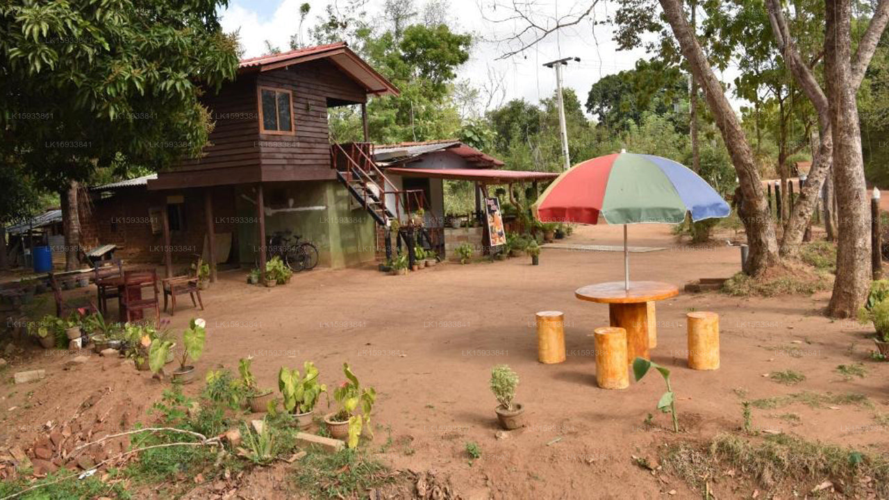 pidurangala Tree House Hostel Sigiriya