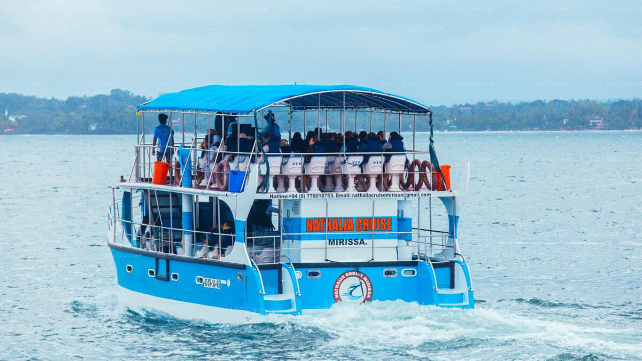 Whale Watching from Unawatuna on Shared Boat