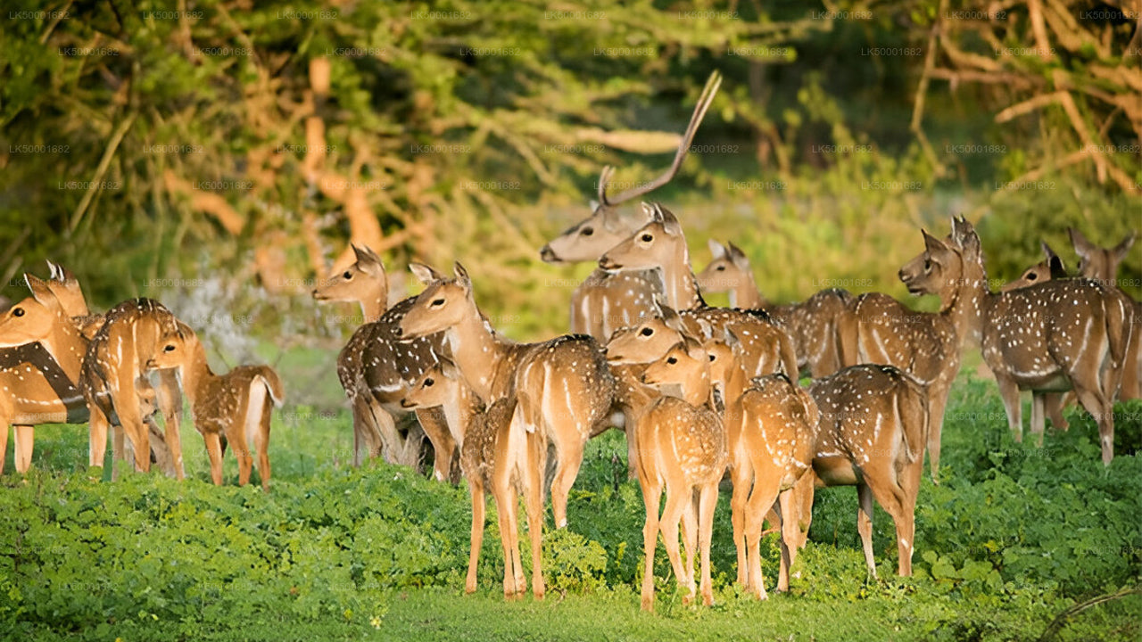 Private Tour from Ella to Weligama with Yala Safari