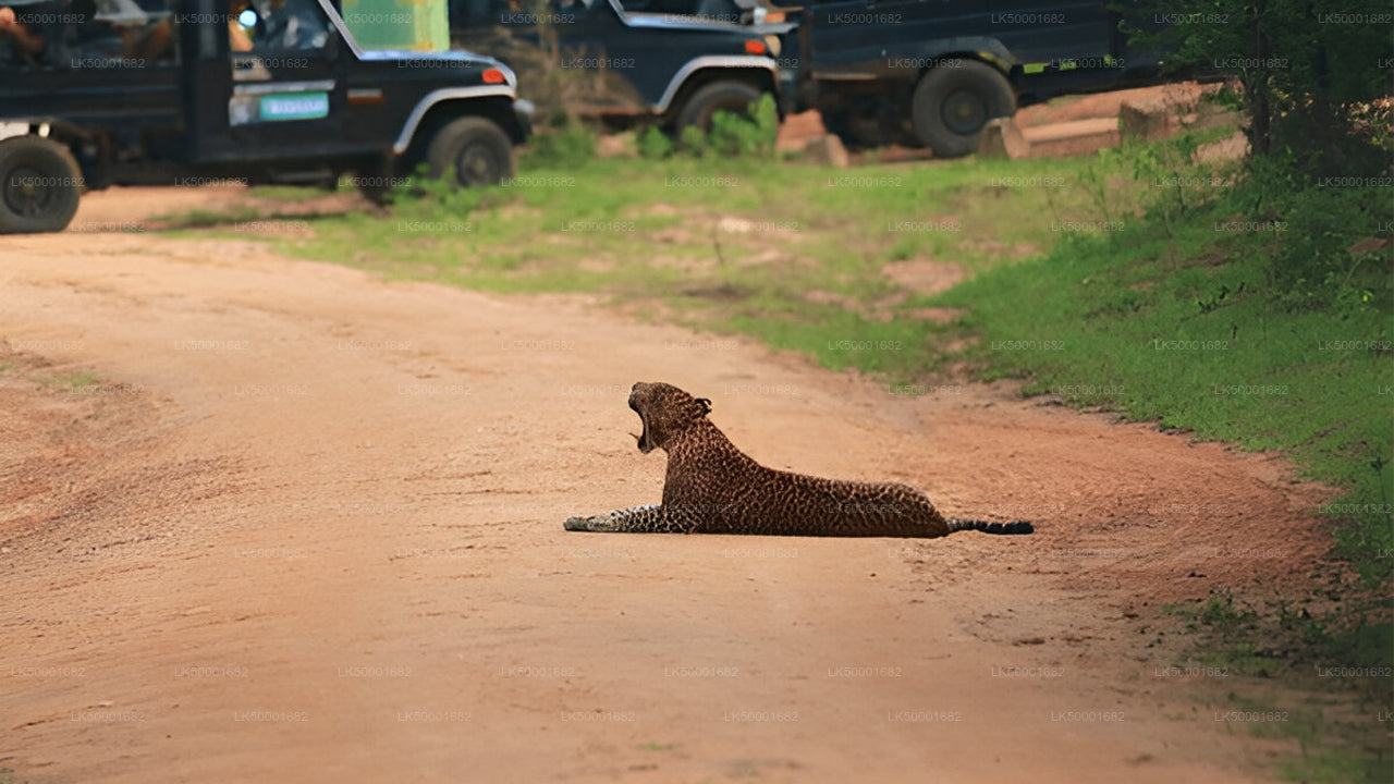 Private Tour from Ella to Weligama with Yala Safari
