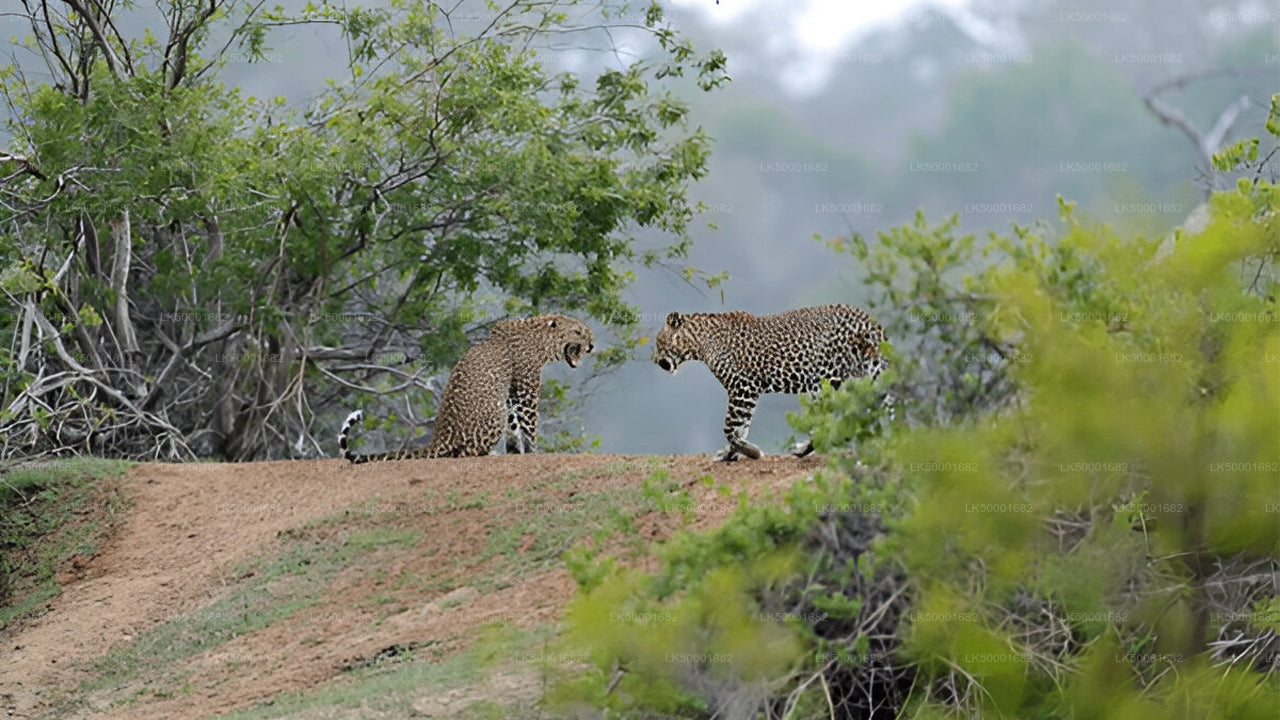 Private Tour from Ella to Weligama with Yala Safari