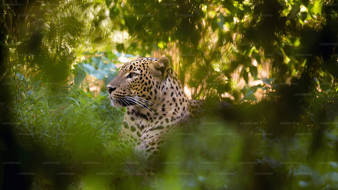 Private Tour from Ella to Weligama with Yala Safari