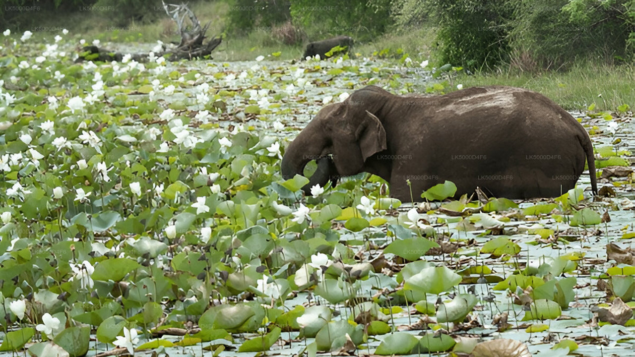Private Tour from Unawatuna to Ella with Yala Safari