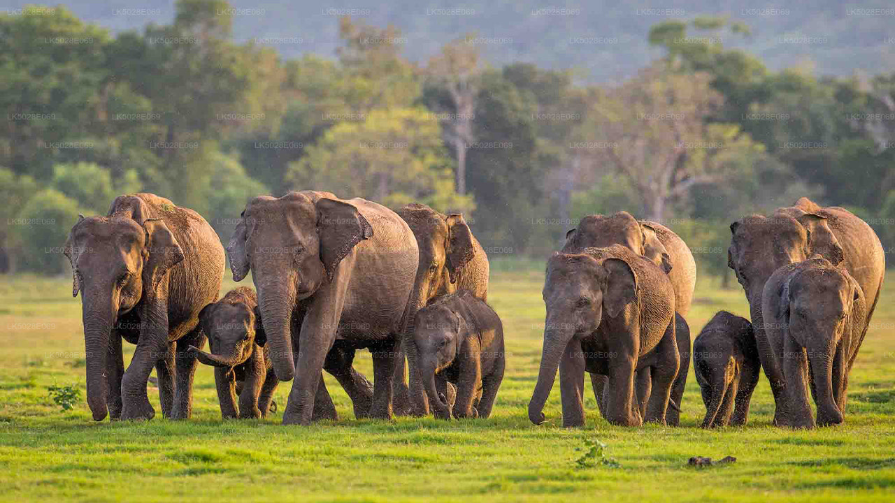 Minneriya"dan Özel Safari Toplayan Büyük Fil