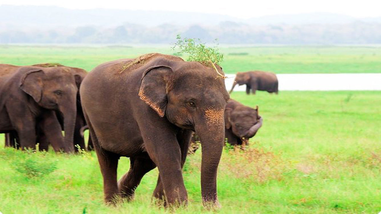 Habarana'dan Kaudulla Milli Parkı Biletli Jeep dahil Özel Safari (3 saat)