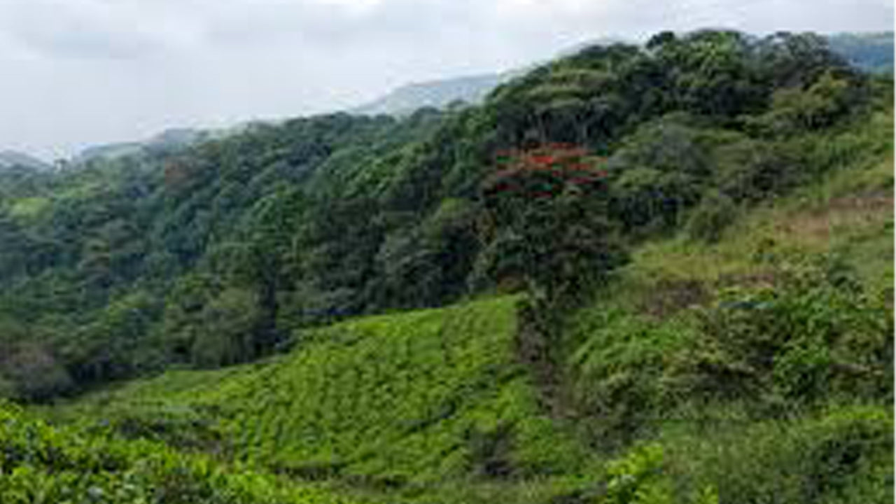 Sinharaja Rainforest Guided tour from Galle