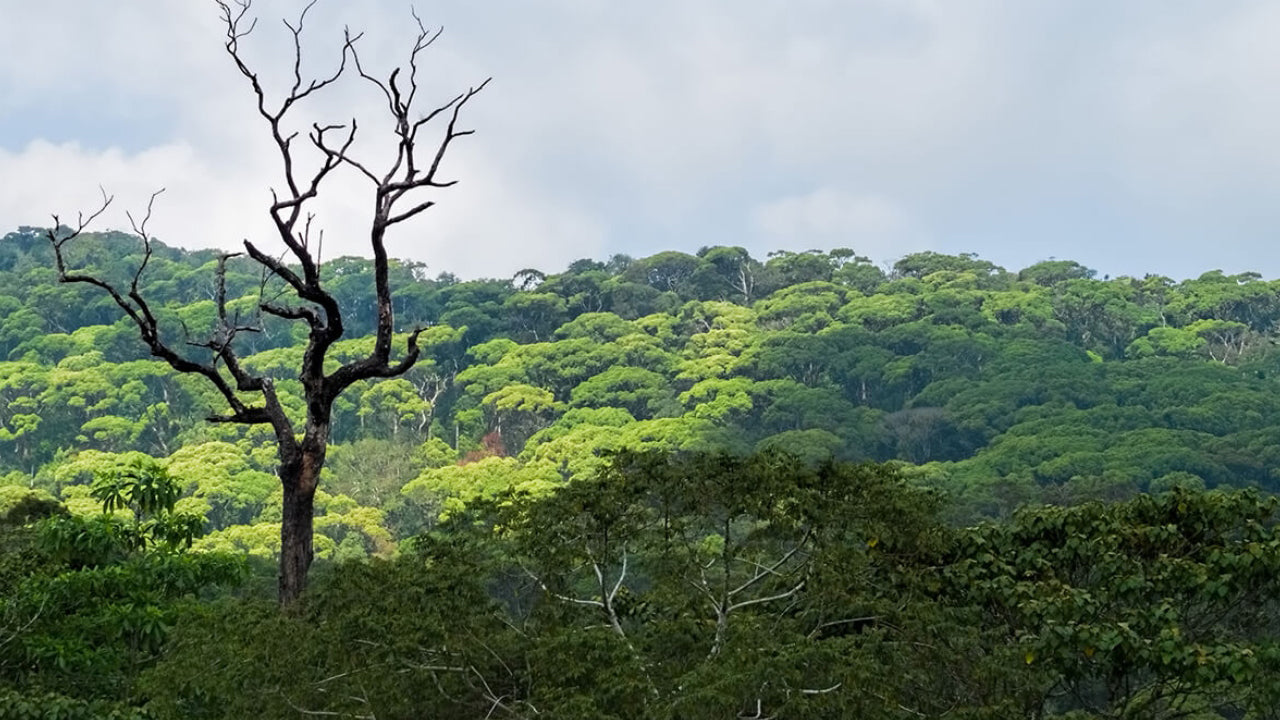 Sinharaja Rainforest Guided tour from Galle