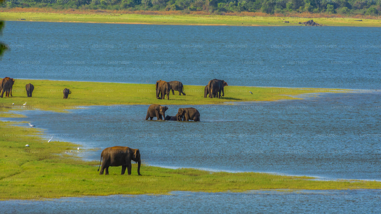 Minneriya National Park Private Safari with Naturalist