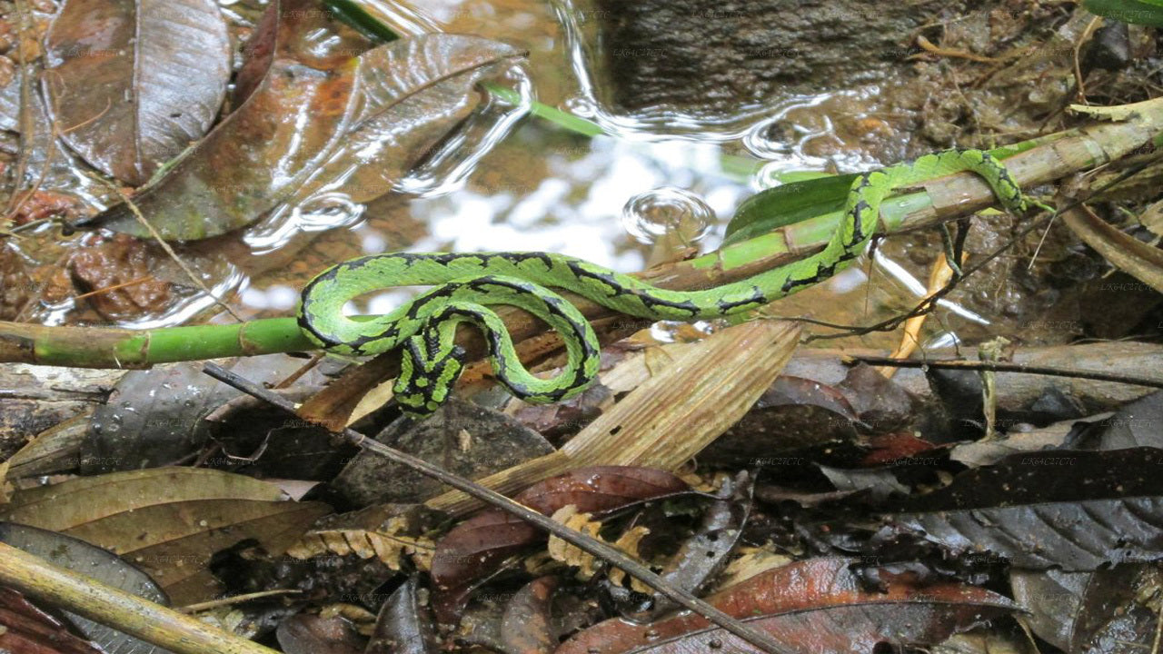 Explore Sinharaja rainforest (Half Day)