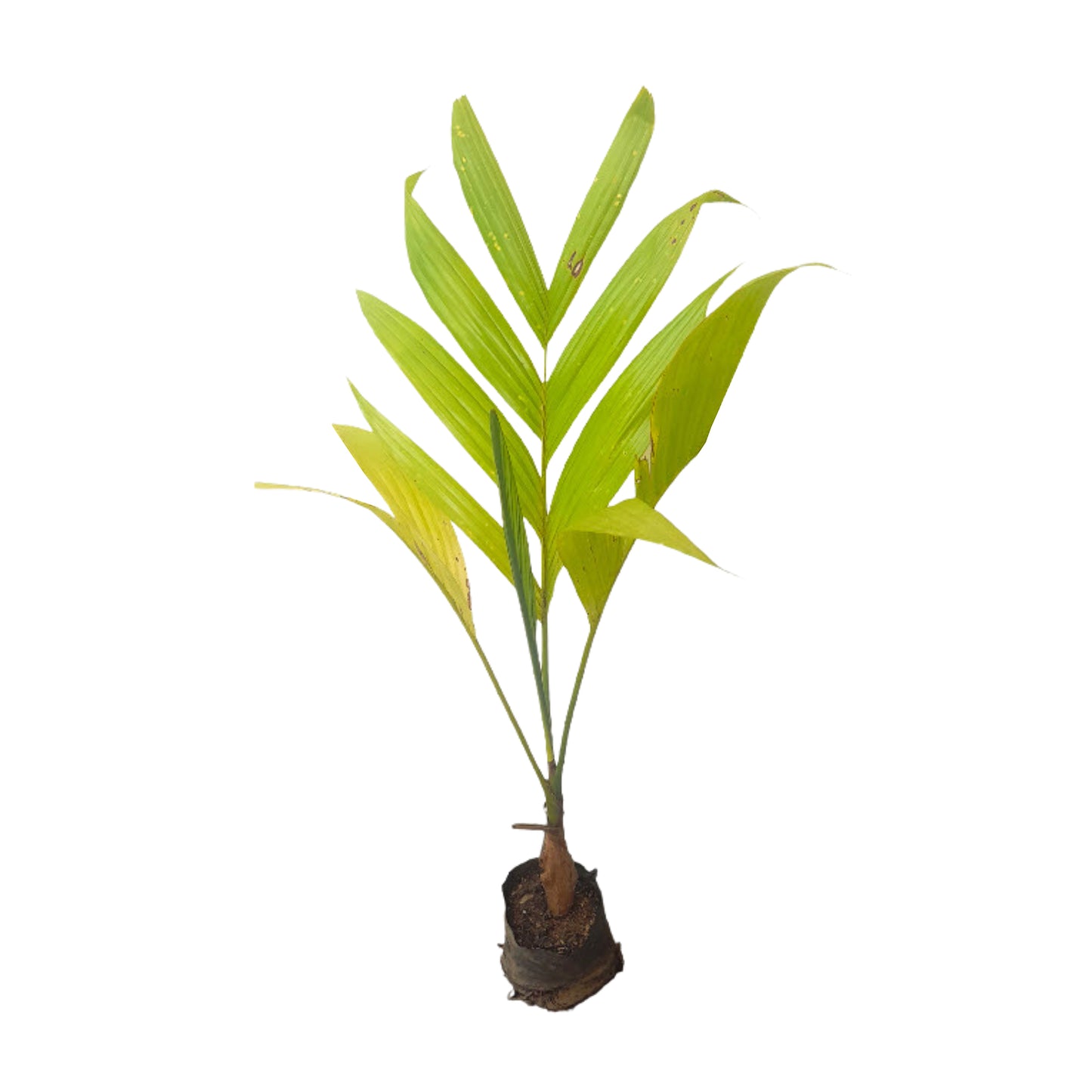 Lakpura Areca nut Plant