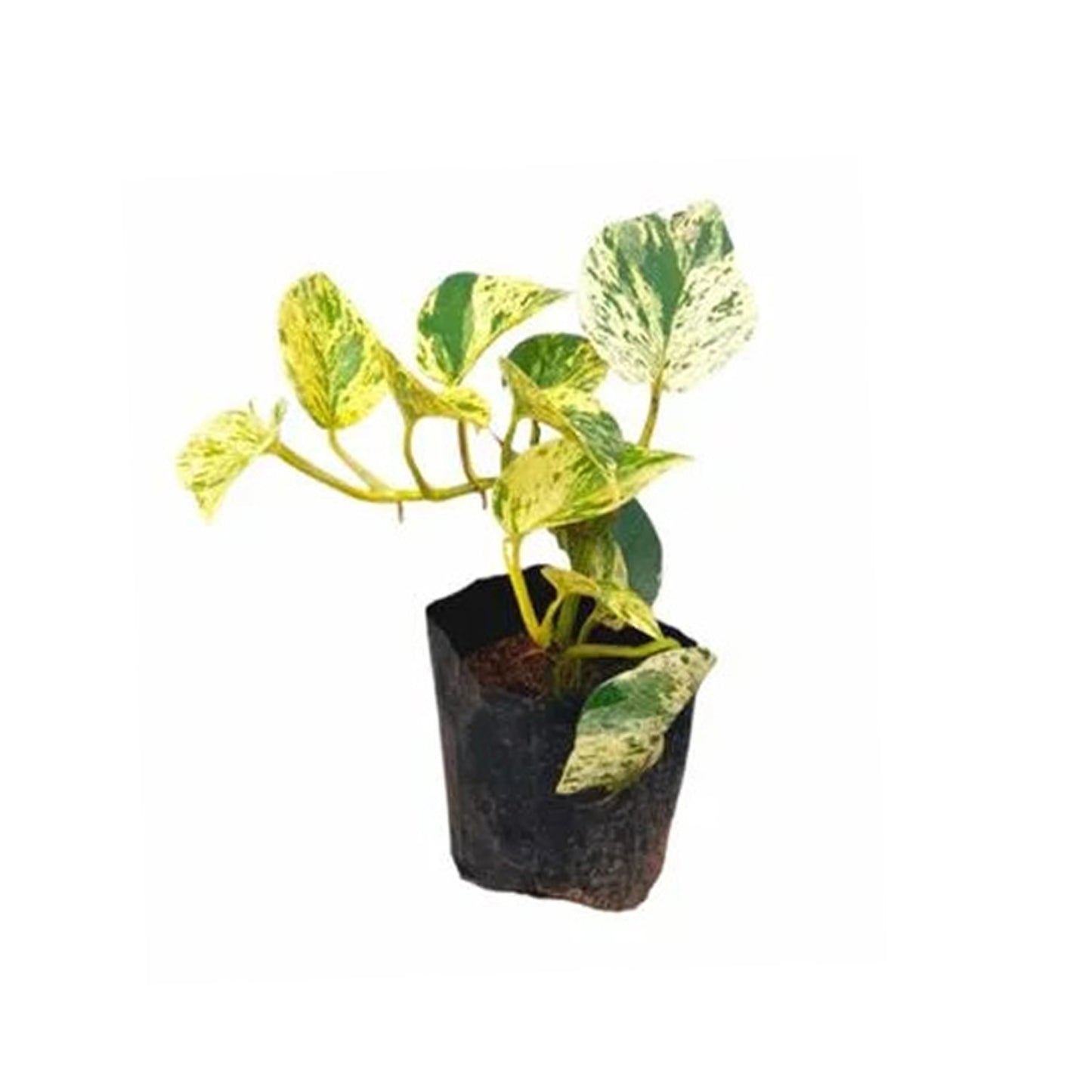 Altın Pothos Para Bitkisi Çiçek ve Egzotik Bitki