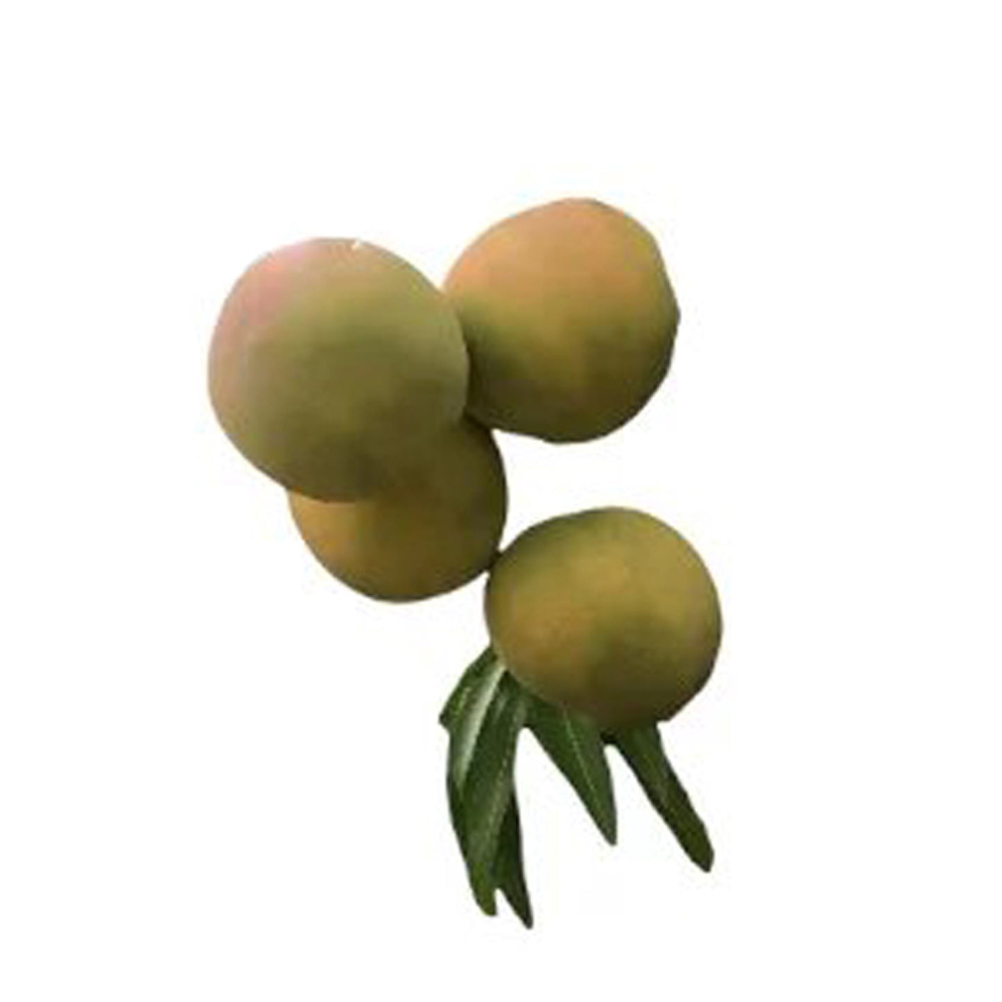 Lakpura Rumani Mango Grafted Plant
