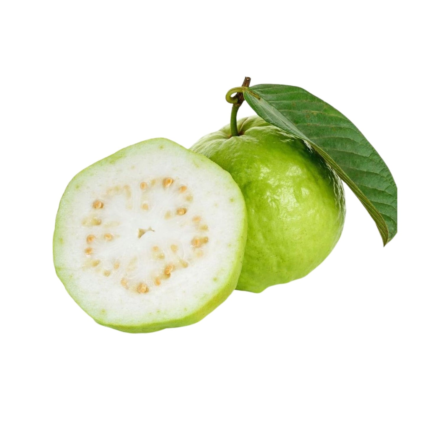 Lakpura Kilo Guava Meyve Bitkisi