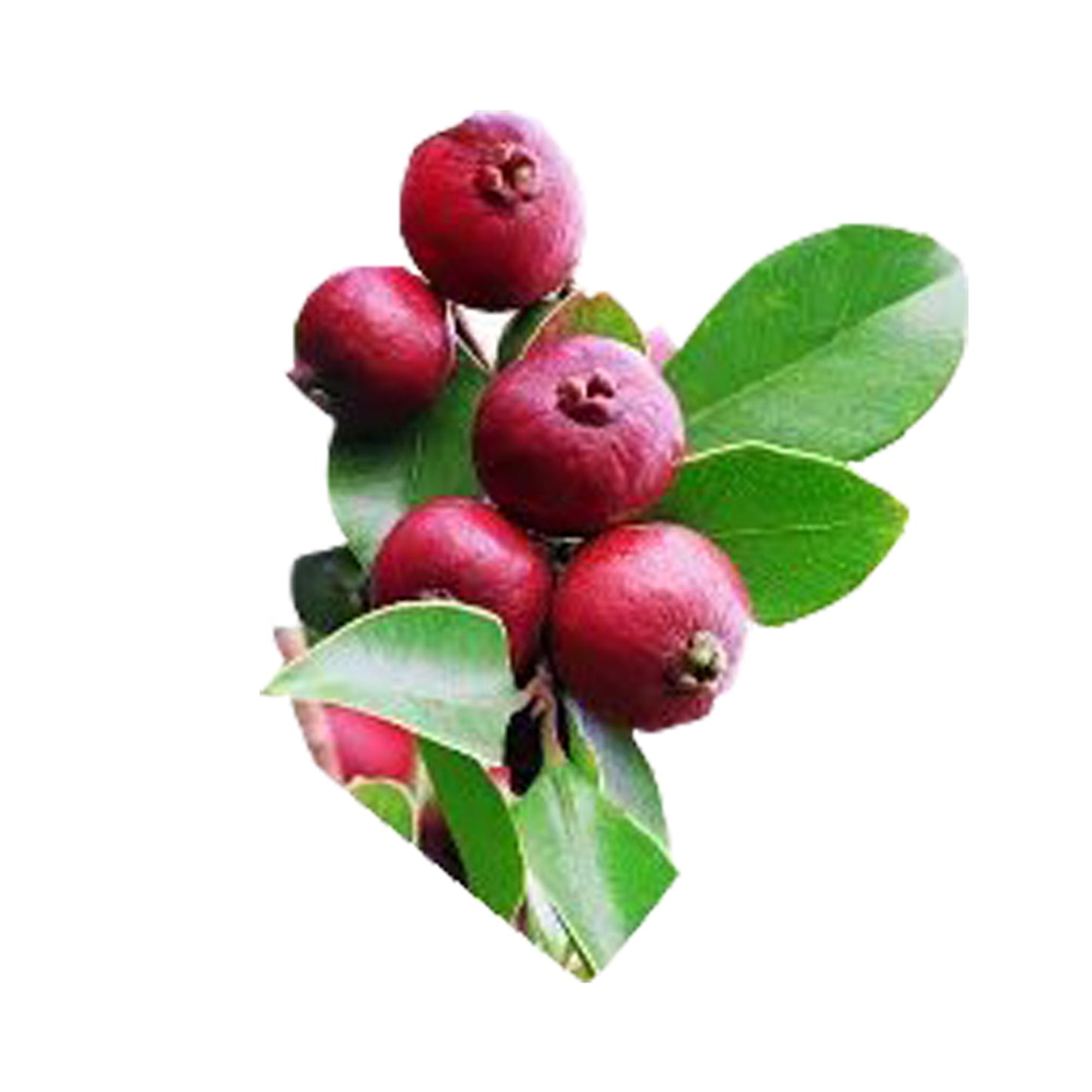 Lakpura Kırmızı Çin Guava Meyve Bitkisi