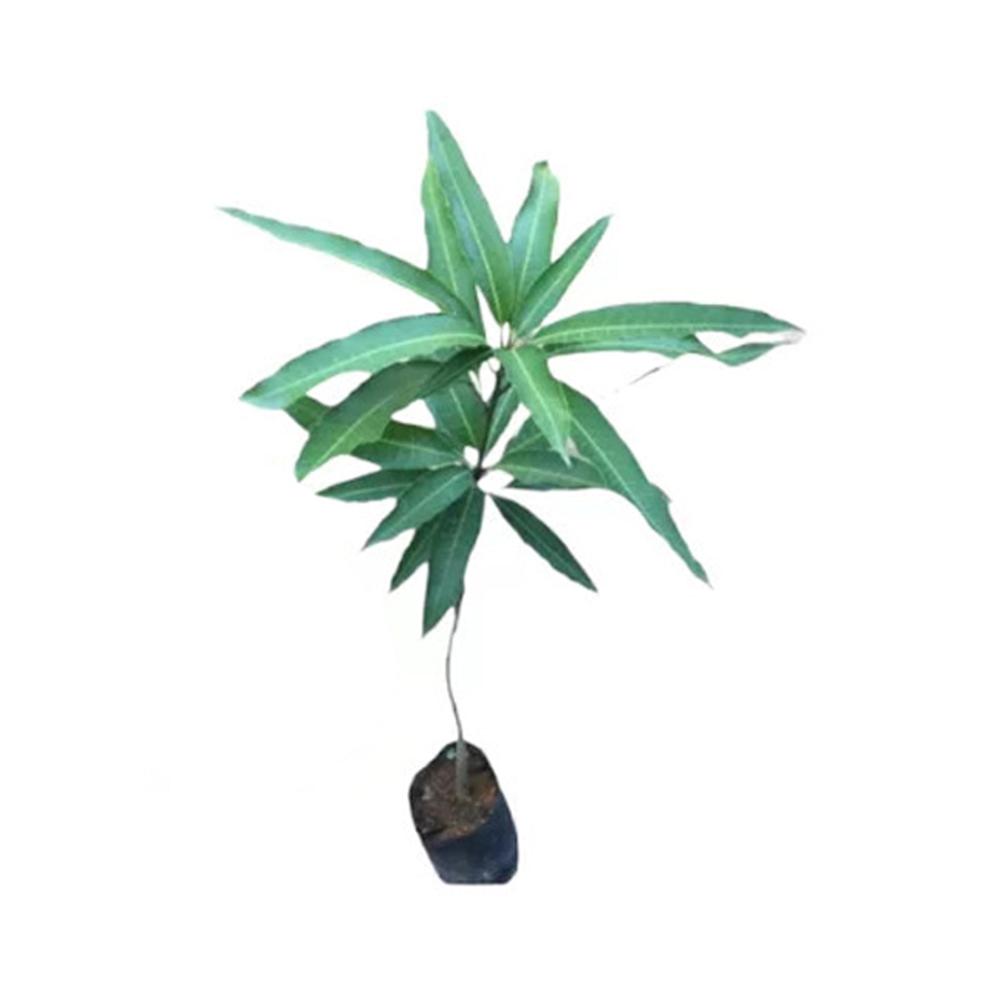 Vilad Mango () Meyve Bitkisi