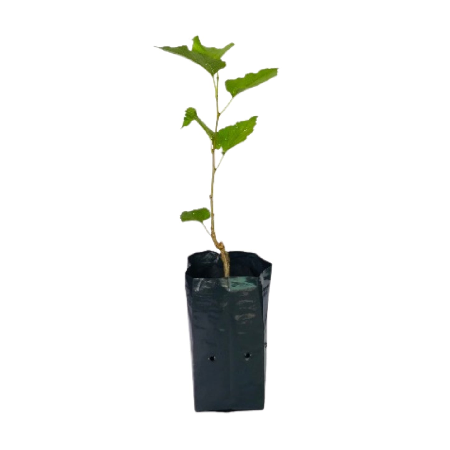 Lakpura Thai Mulberry Layered Plant
