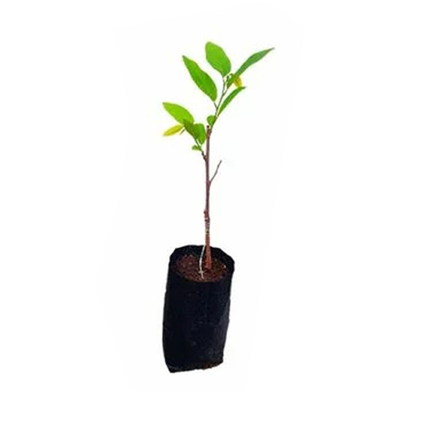 Lakpura Red Custard Apple (Red Seeni Anodha) Fruit Plant