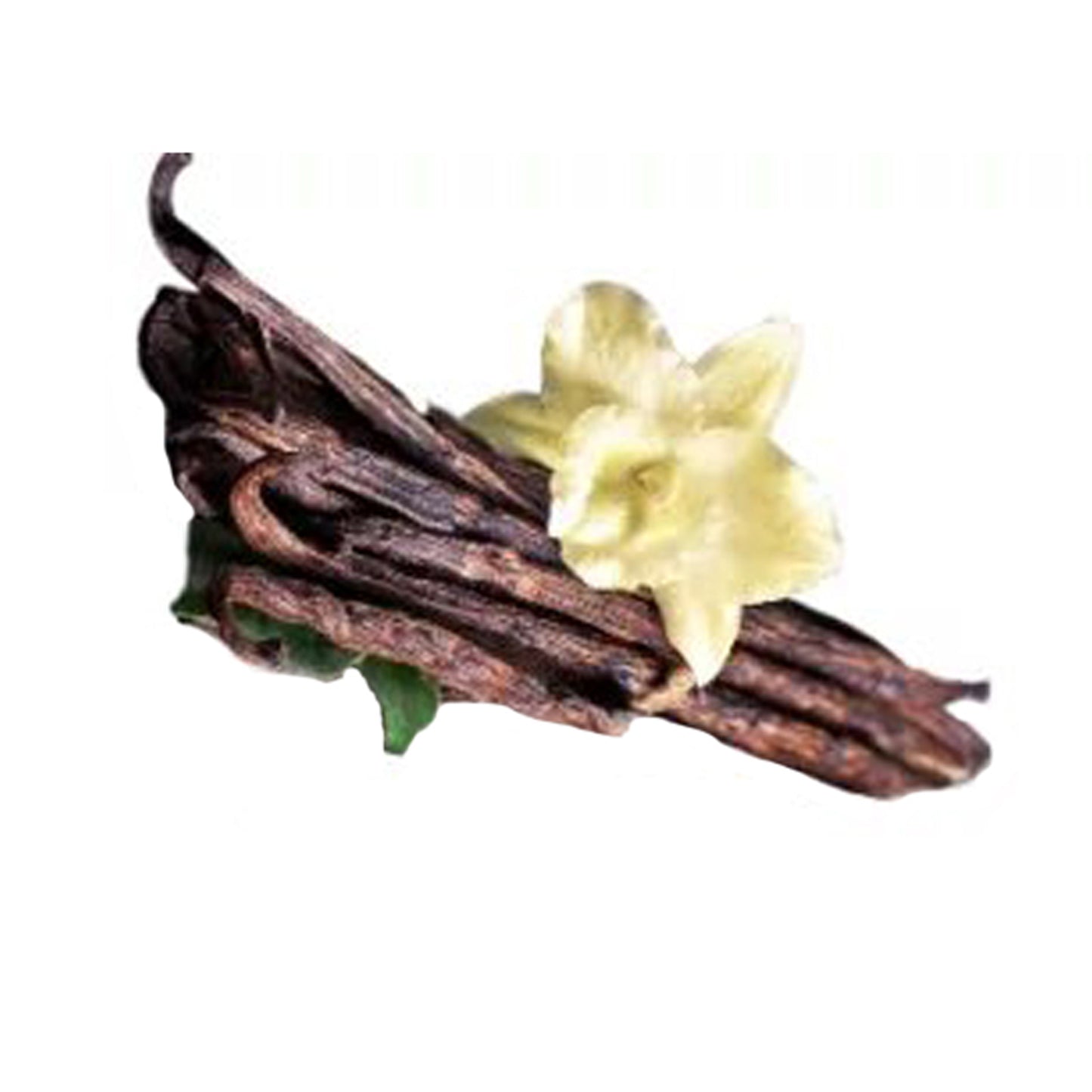 Vanila () Baharat Bitkileri