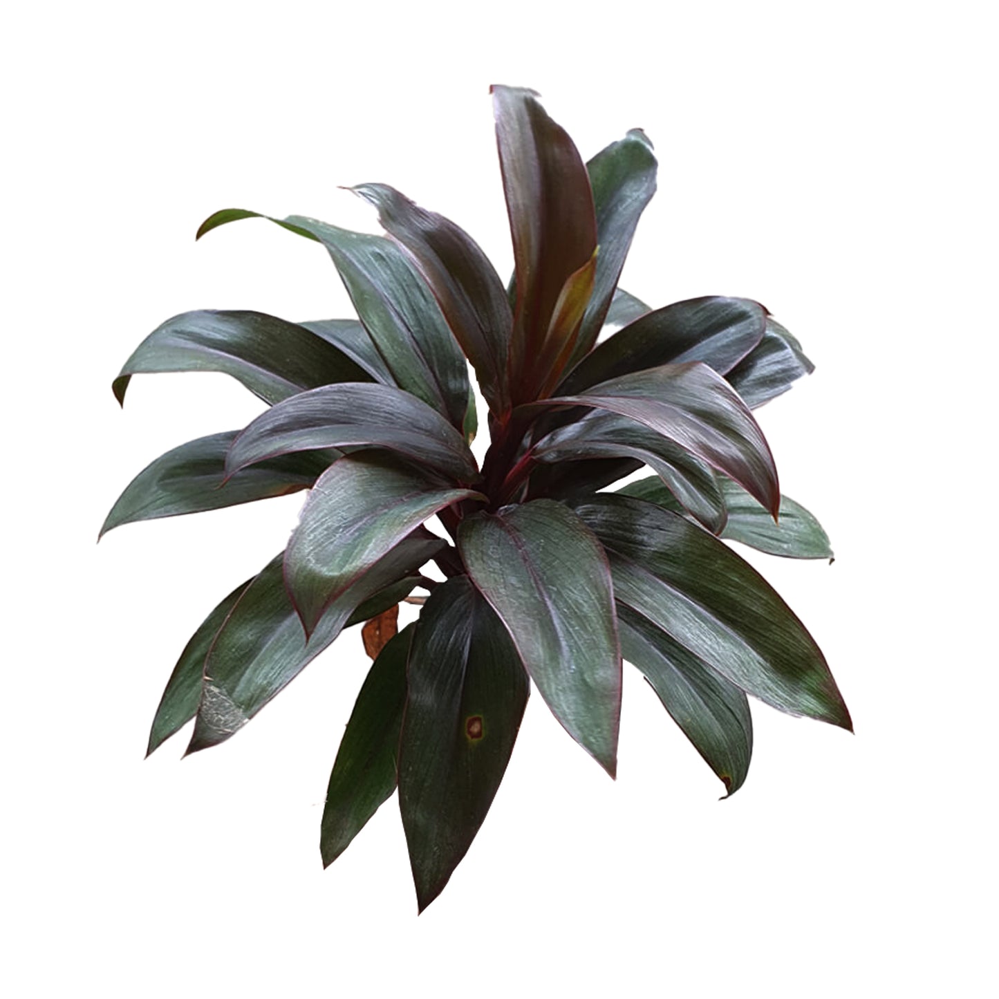 Lakpura® Dracaena Mor Compacta Yaprakları - Orta