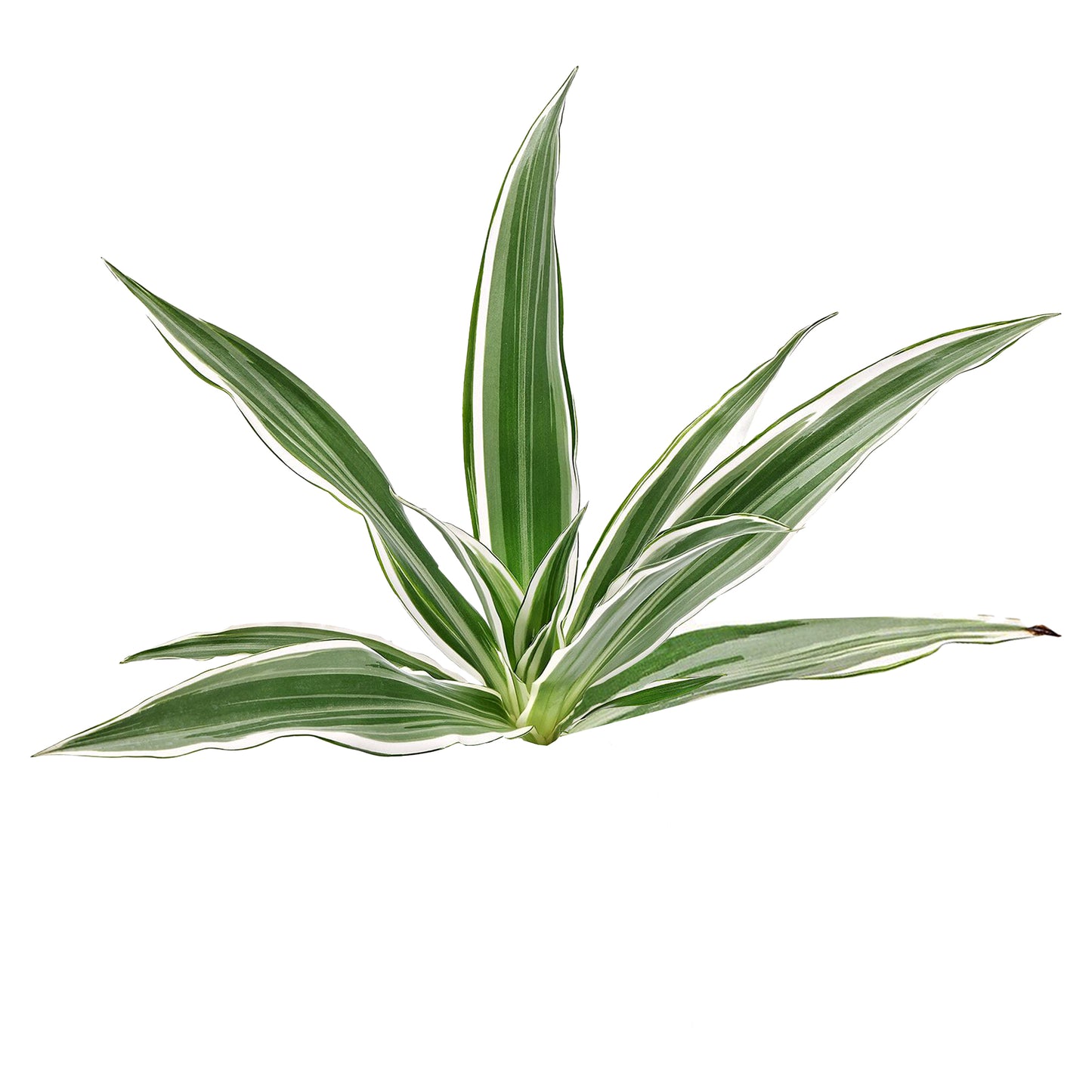 Lakpura Dracaena Sanderiana Beyaz (50 Yaprak) Orta