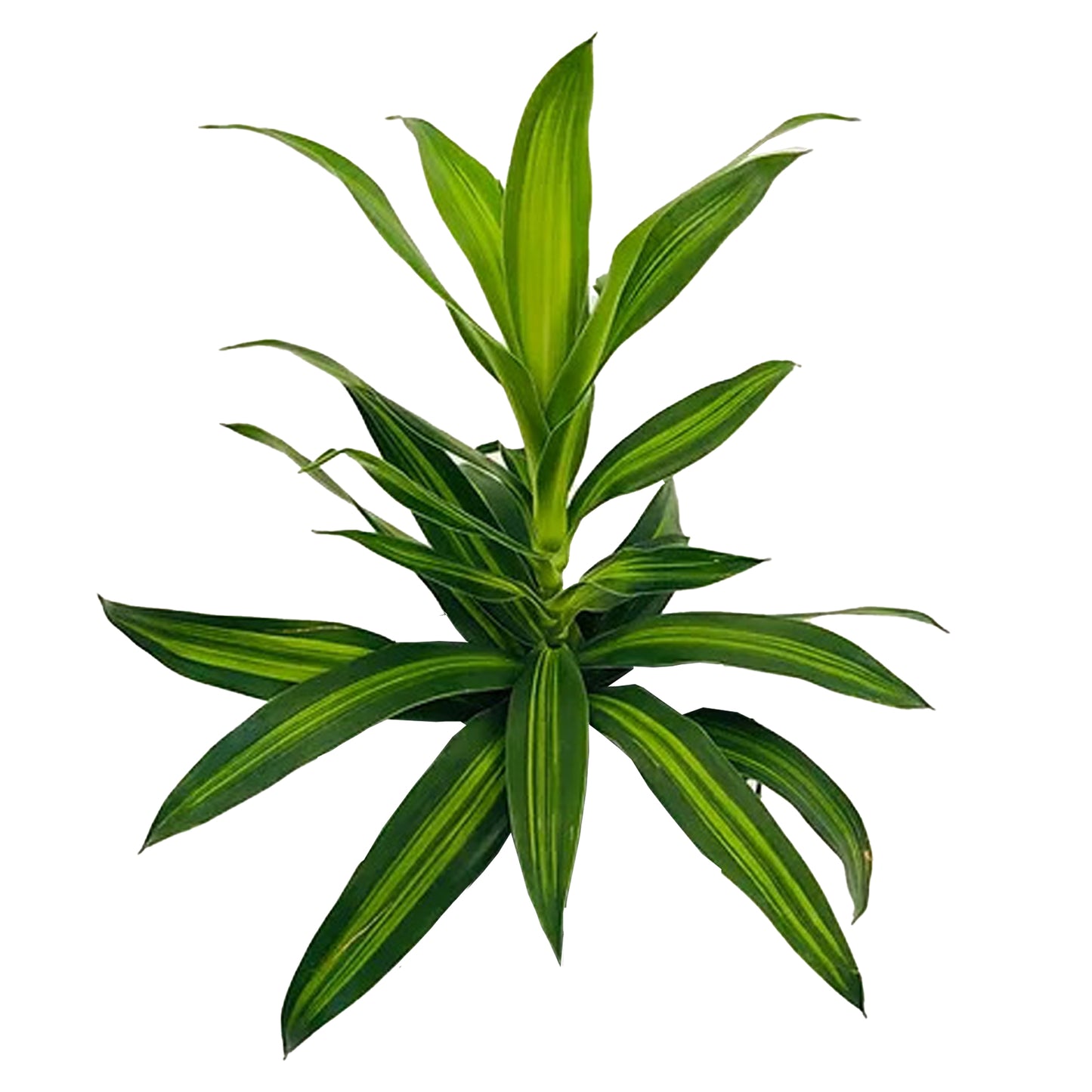 Lakpura Dracaena Reflexa 'Jamaika'nın Şarkısı' (50 Yaprak) Orta