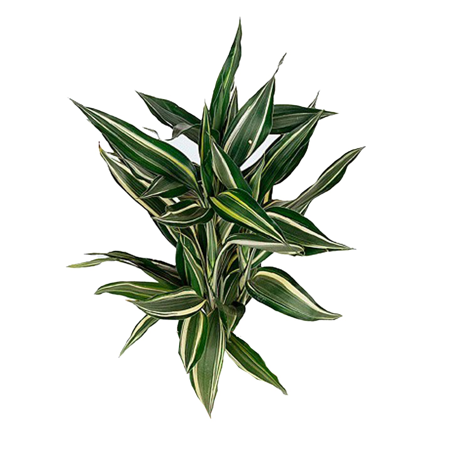 Lakpura Dracaena Sanderiana Victory (50 Yaprak) Orta