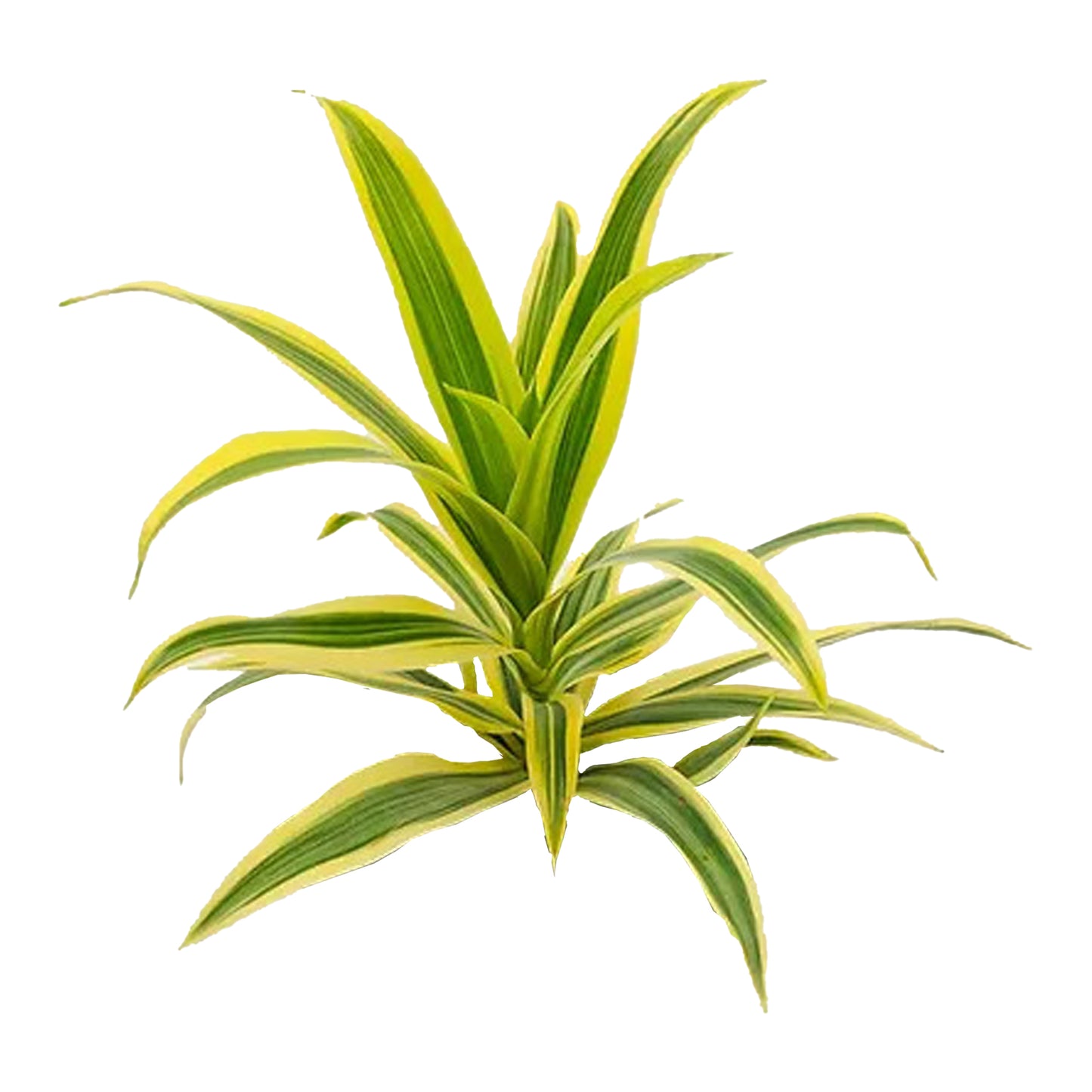 Lakpura Dracaena Reflexa 'Hindistan Şarkısı' (50 Yaprak) Orta