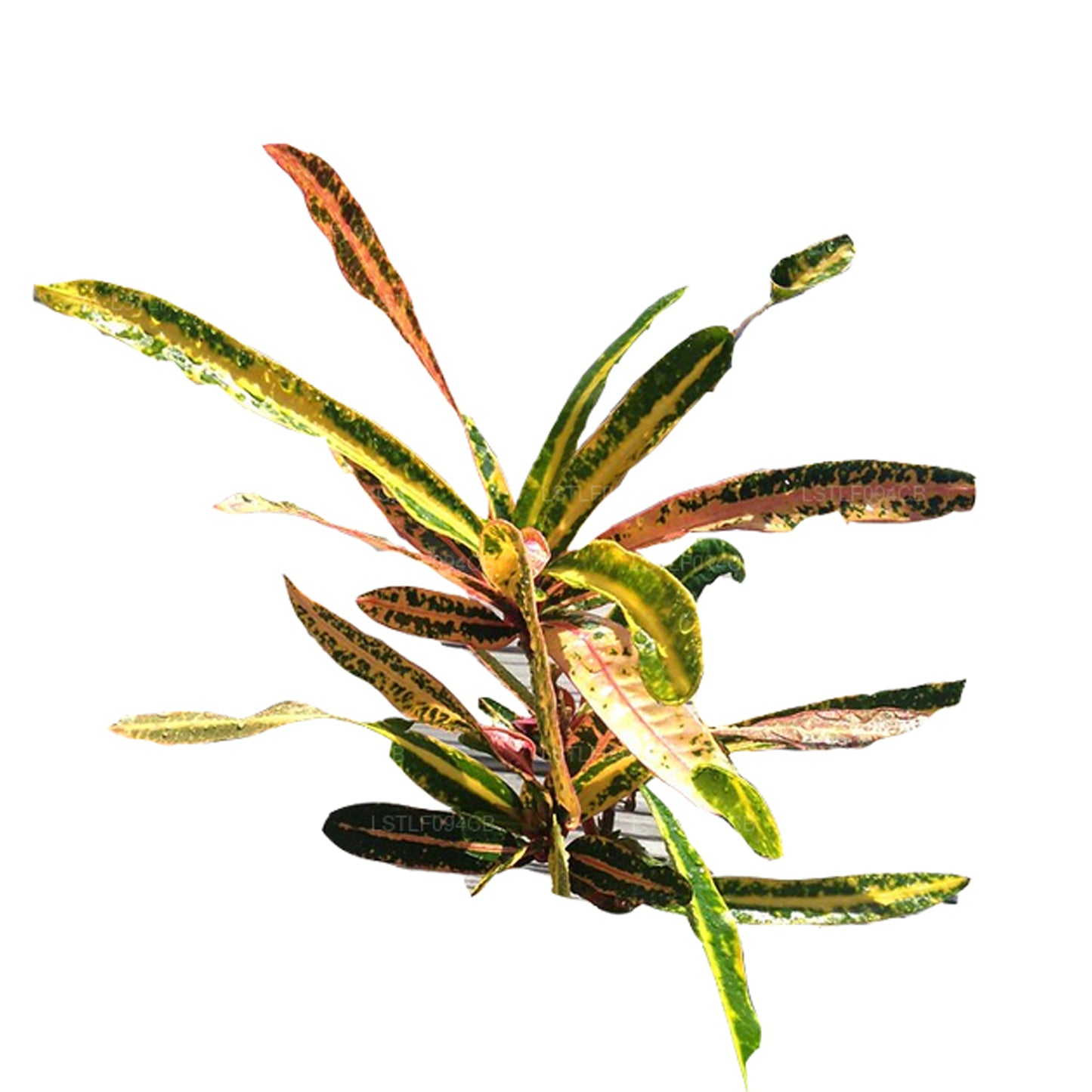 Lakpura Victoria Altın Çan Croton (50 Yaprak)
