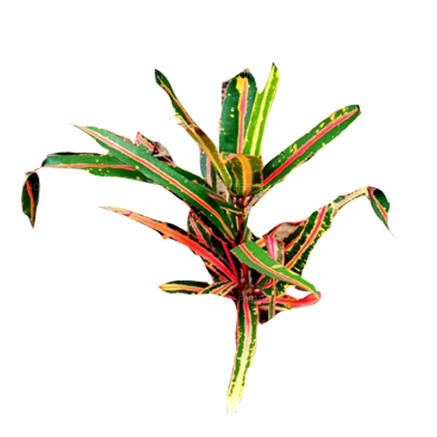 Lakpura Victoria Altın Çan Croton (50 Yaprak)