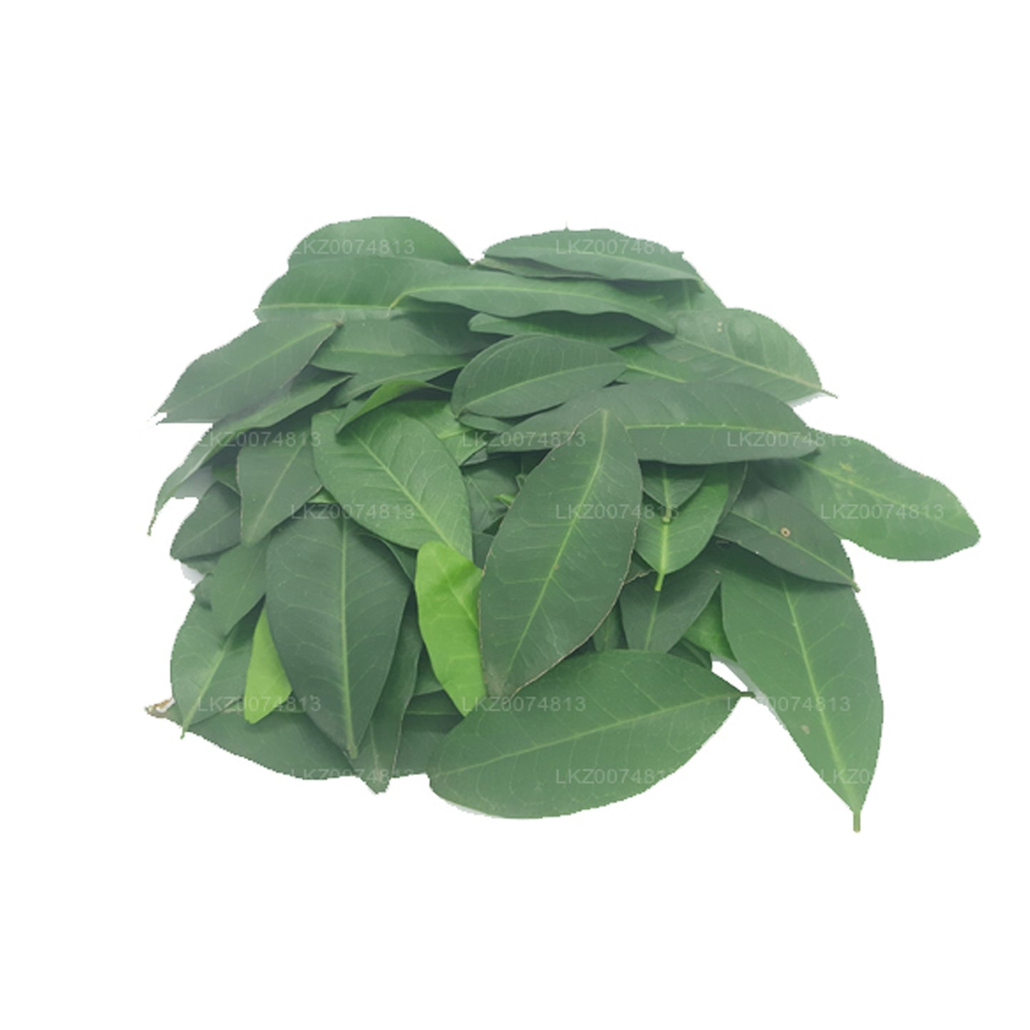 Lakpura Taze Yaki Naran (Atalantia Ceylanica) 100 Yaprak