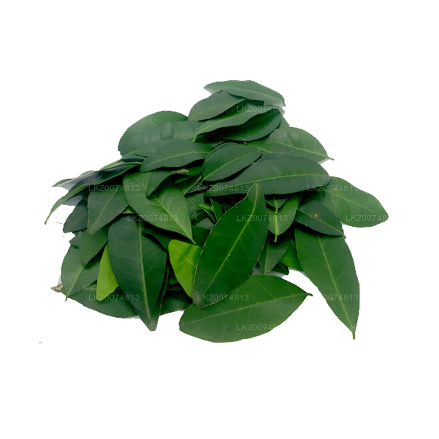 Lakpura Taze Yaki Naran (Atalantia Ceylanica) 100 Yaprak