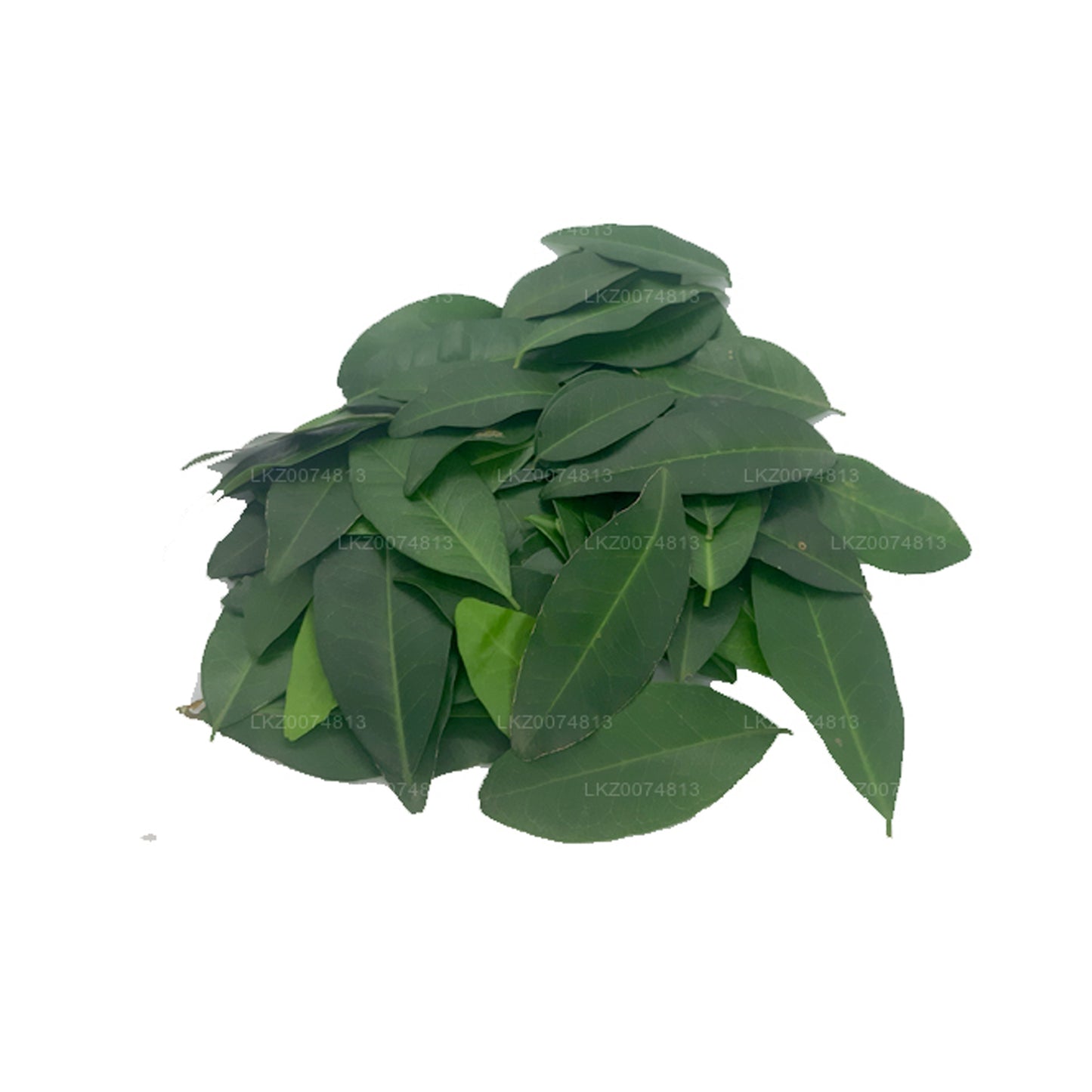 Lakpura Taze Yaki Naran (Atalantia Ceylanica) 100 Yaprak