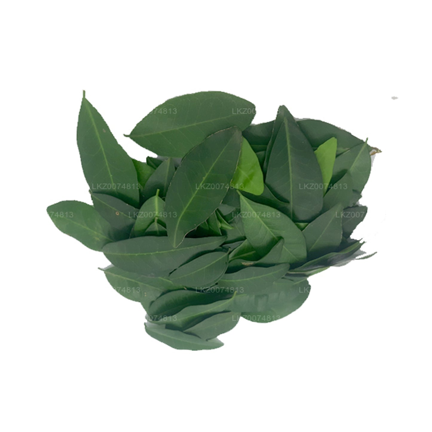 Lakpura Taze Yaki Naran (Atalantia Ceylanica) 100 Yaprak