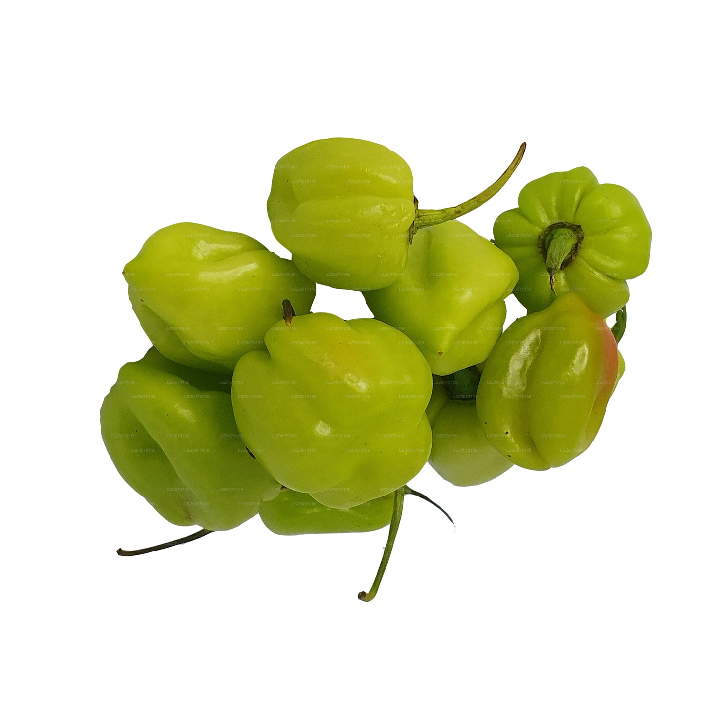 Taze Nai Miris () 100g