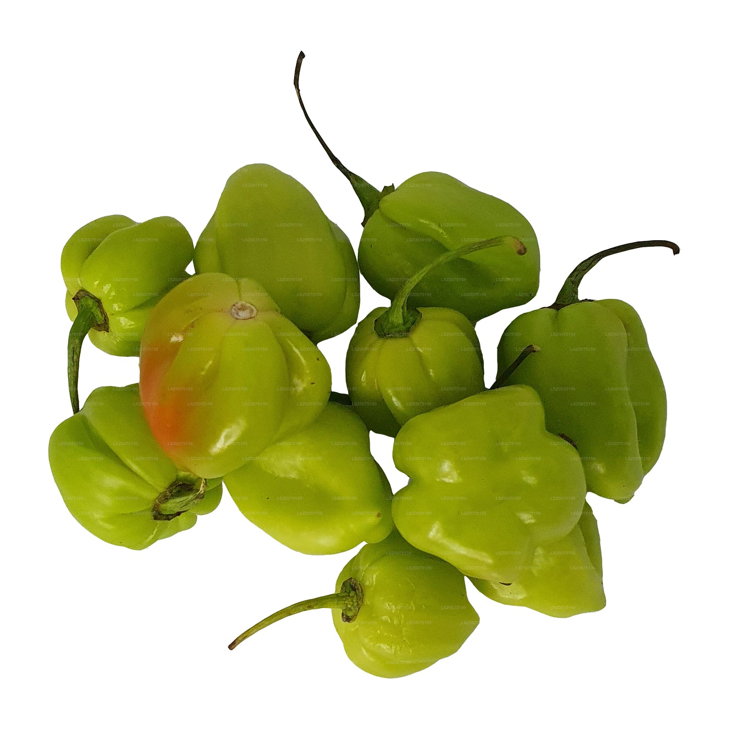 Taze Nai Miris () 100g