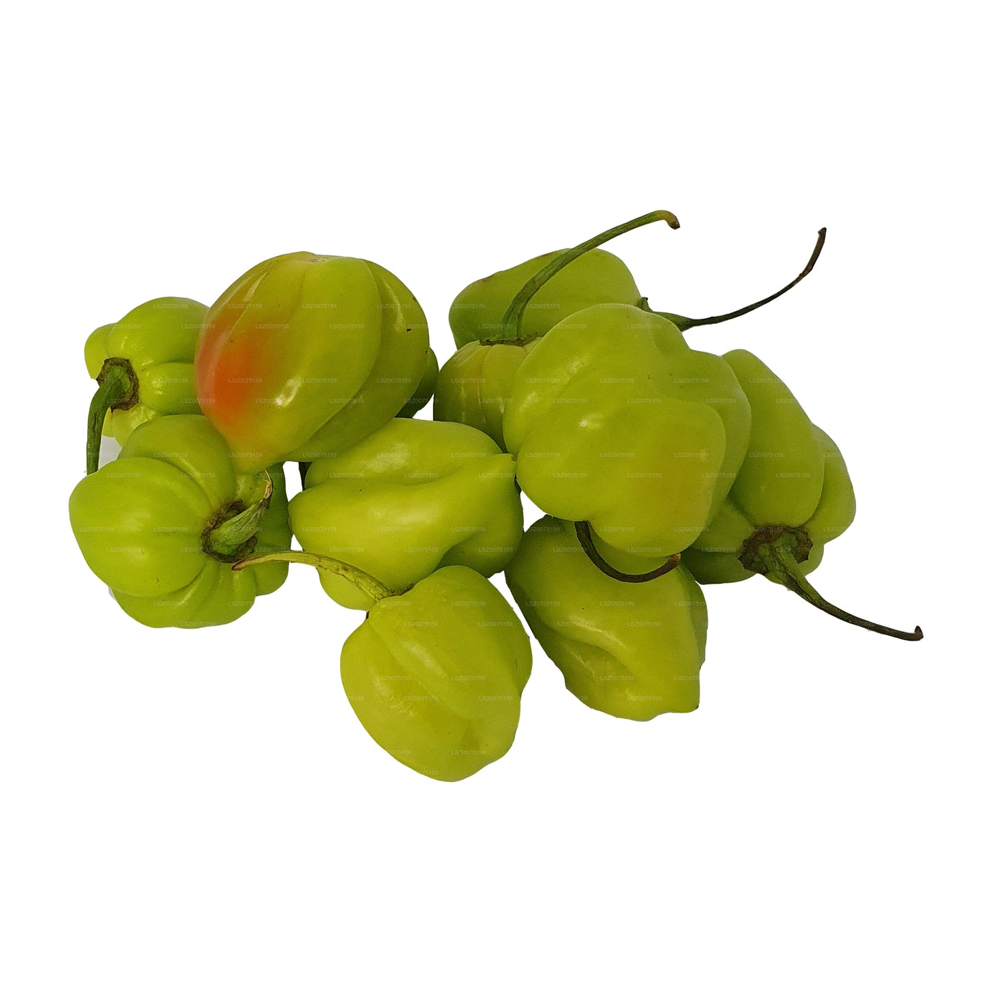 Taze Nai Miris () 100g