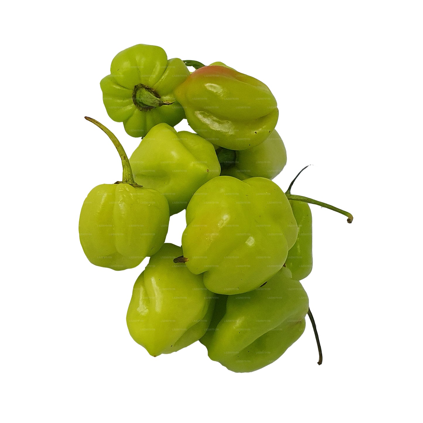 Taze Nai Miris () 100g