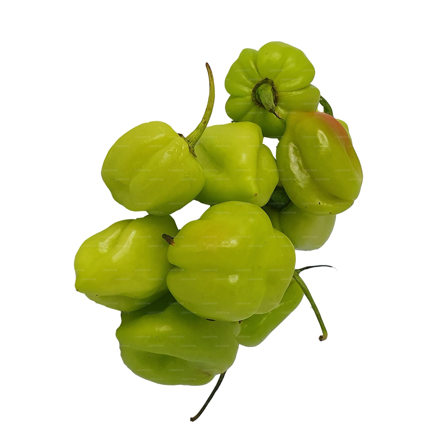 Taze Nai Miris () 100g