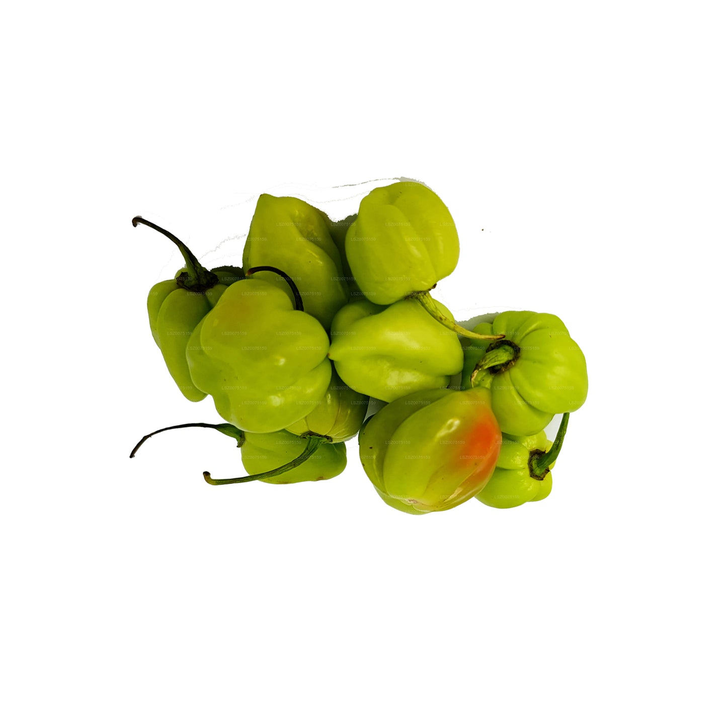 Taze Nai Miris () 100g