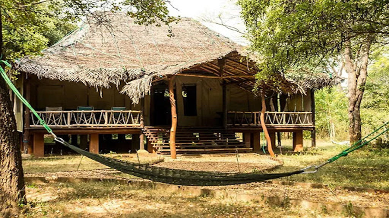 Cadjan vahşi, Kataragama