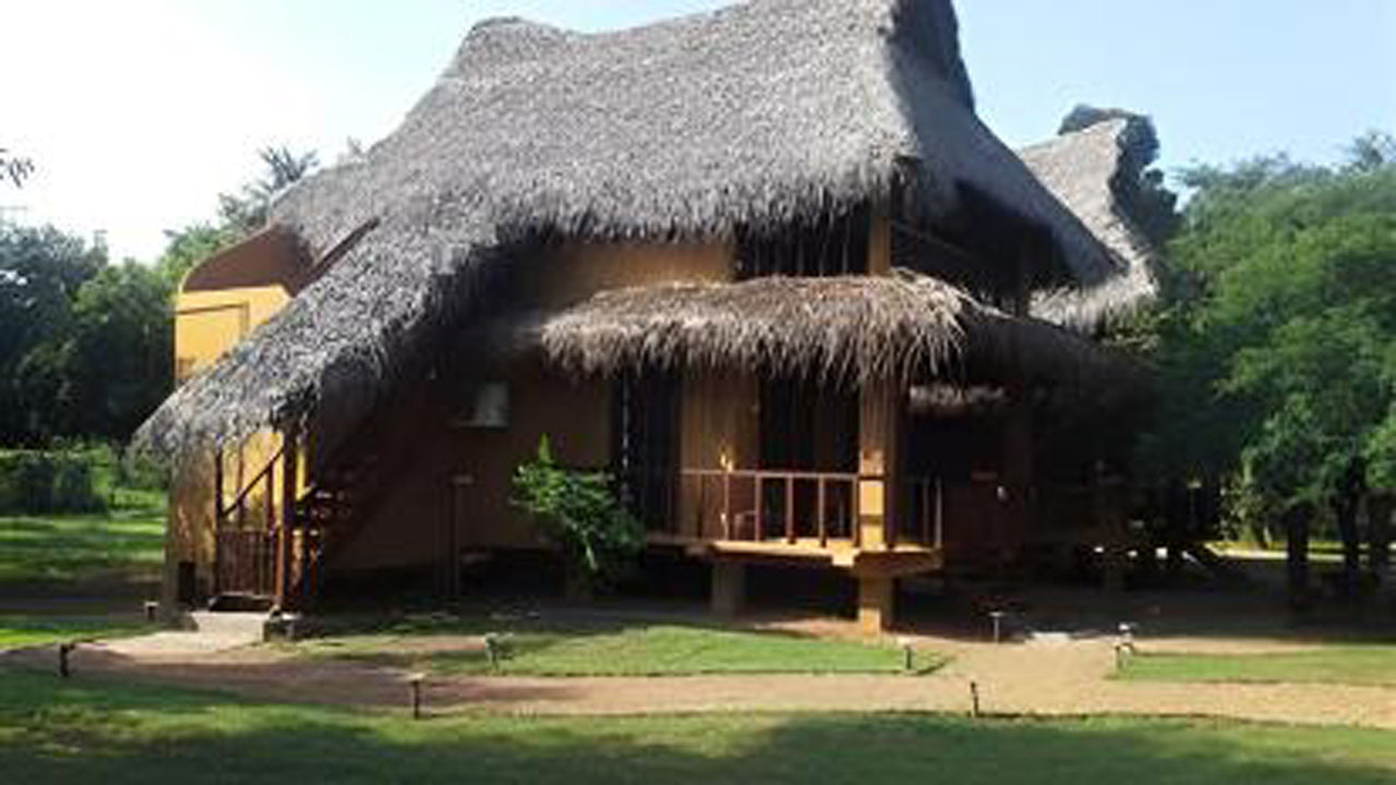 Cadjan vahşi, Kataragama