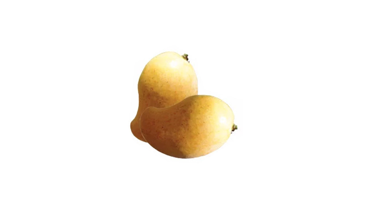 Lakpura Alponsu Mango Grafted Plant