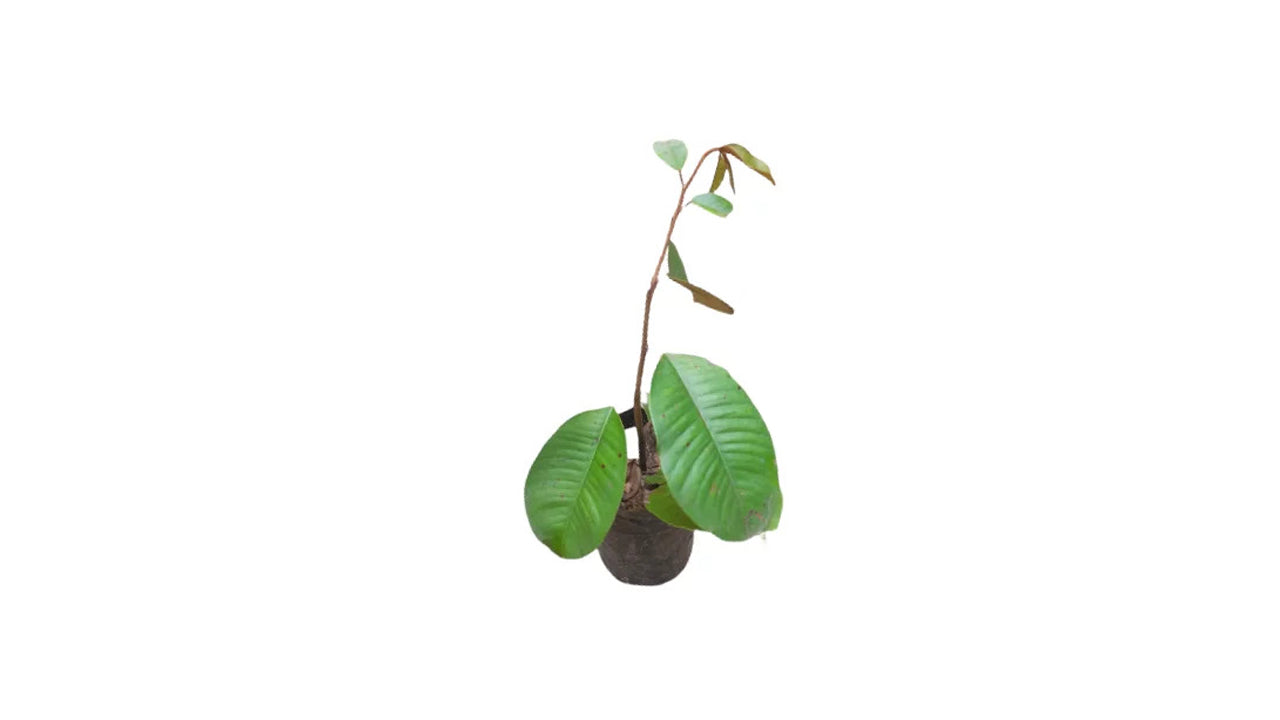 Lakpura Bakmee Plant