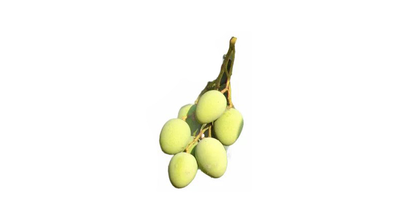 Bandaranayake Seedless Mee Mango Grafted Plant