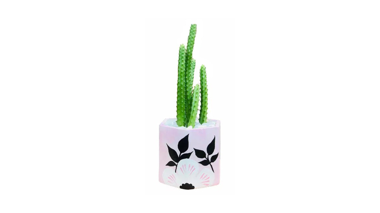 Lakpura Cactus Plant